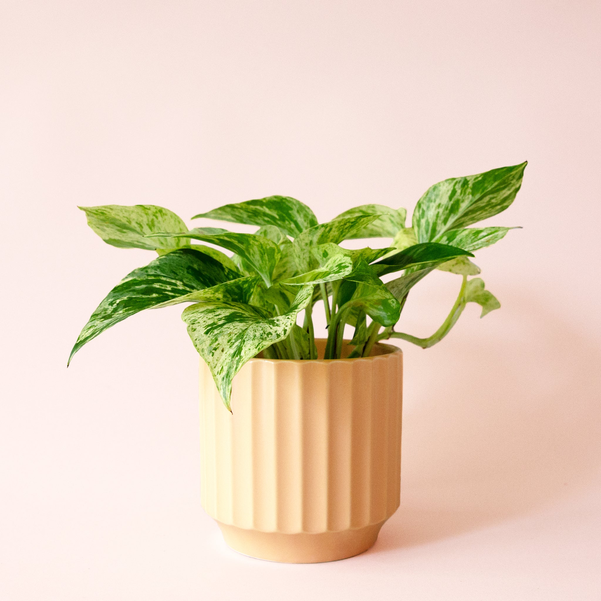 Pothos | Marble Queen