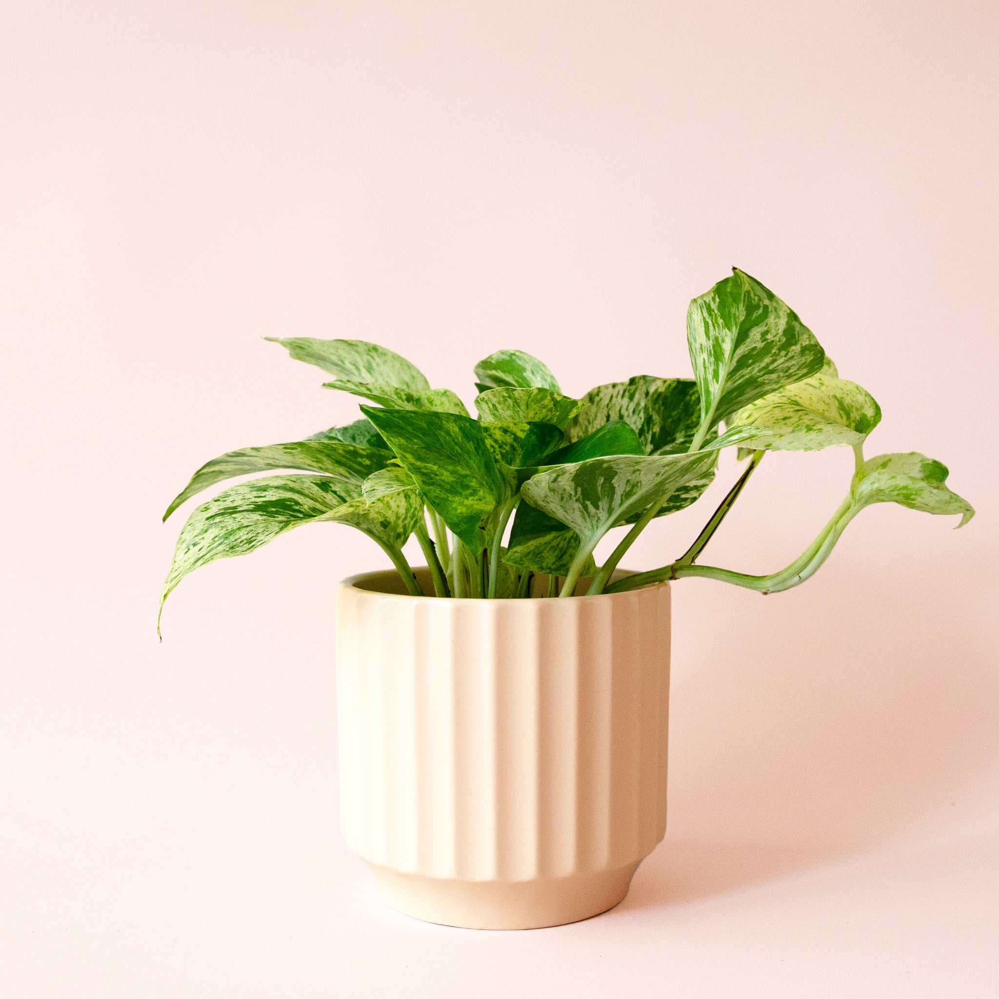 Pothos | Marble Queen