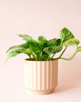 Pothos | Marble Queen