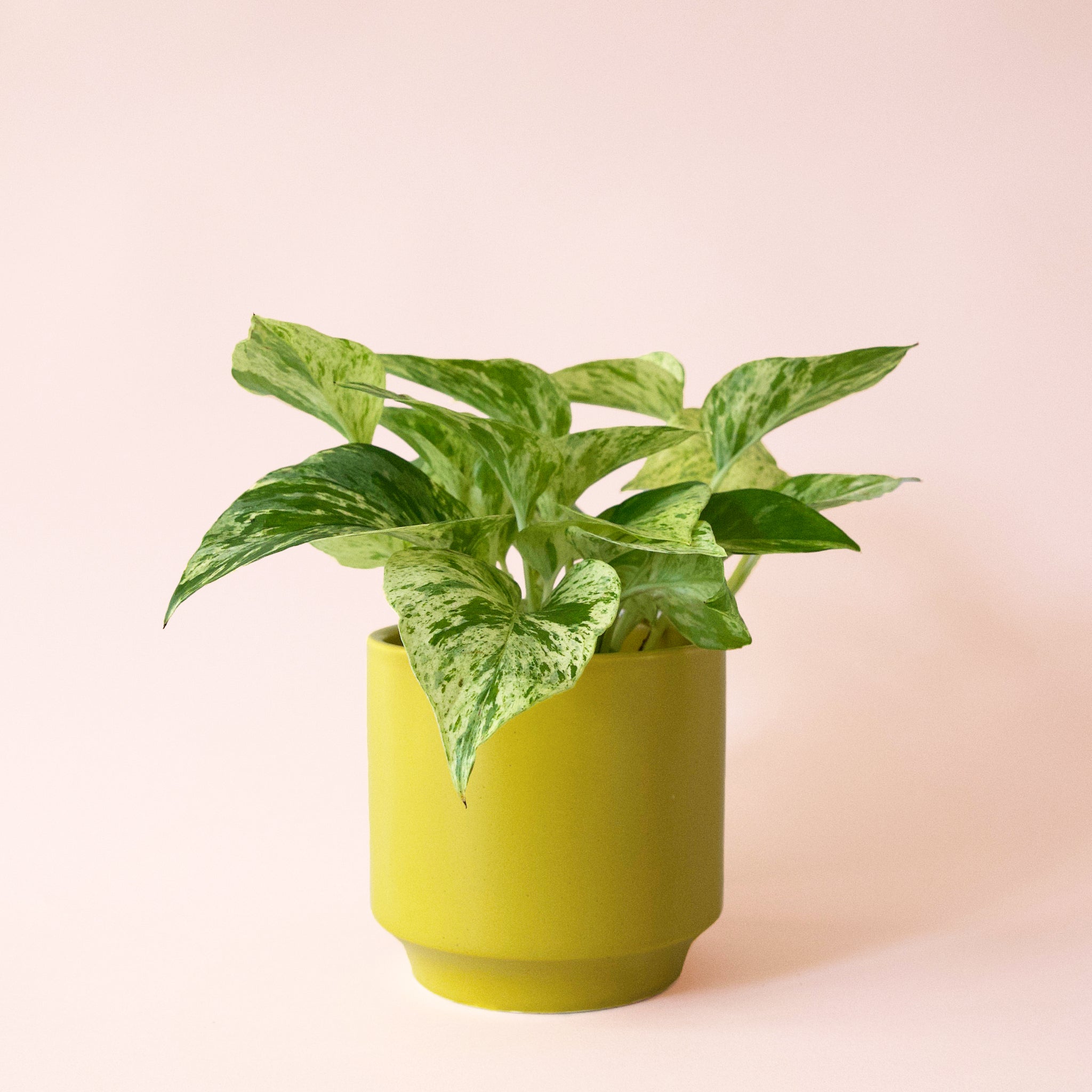 Pothos | Marble Queen