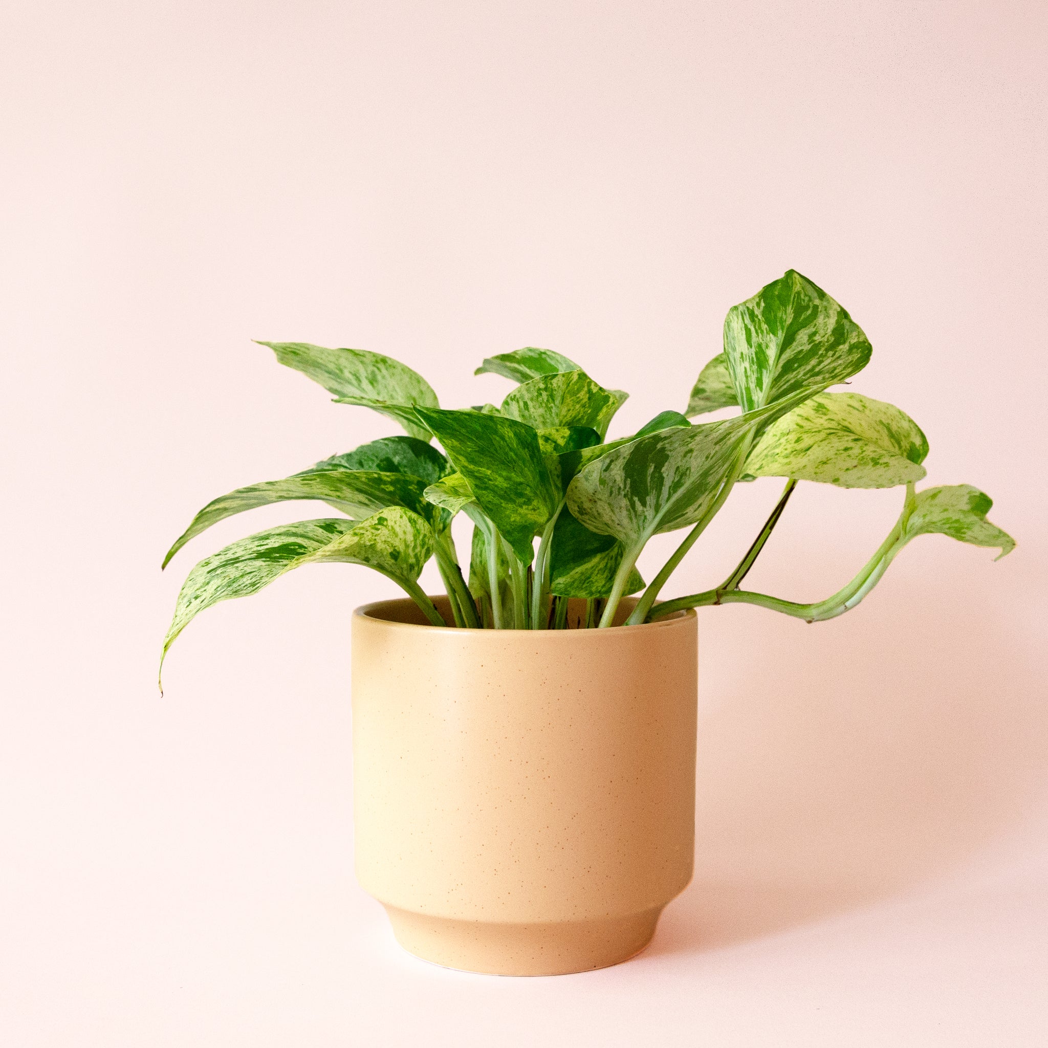 Pothos | Marble Queen