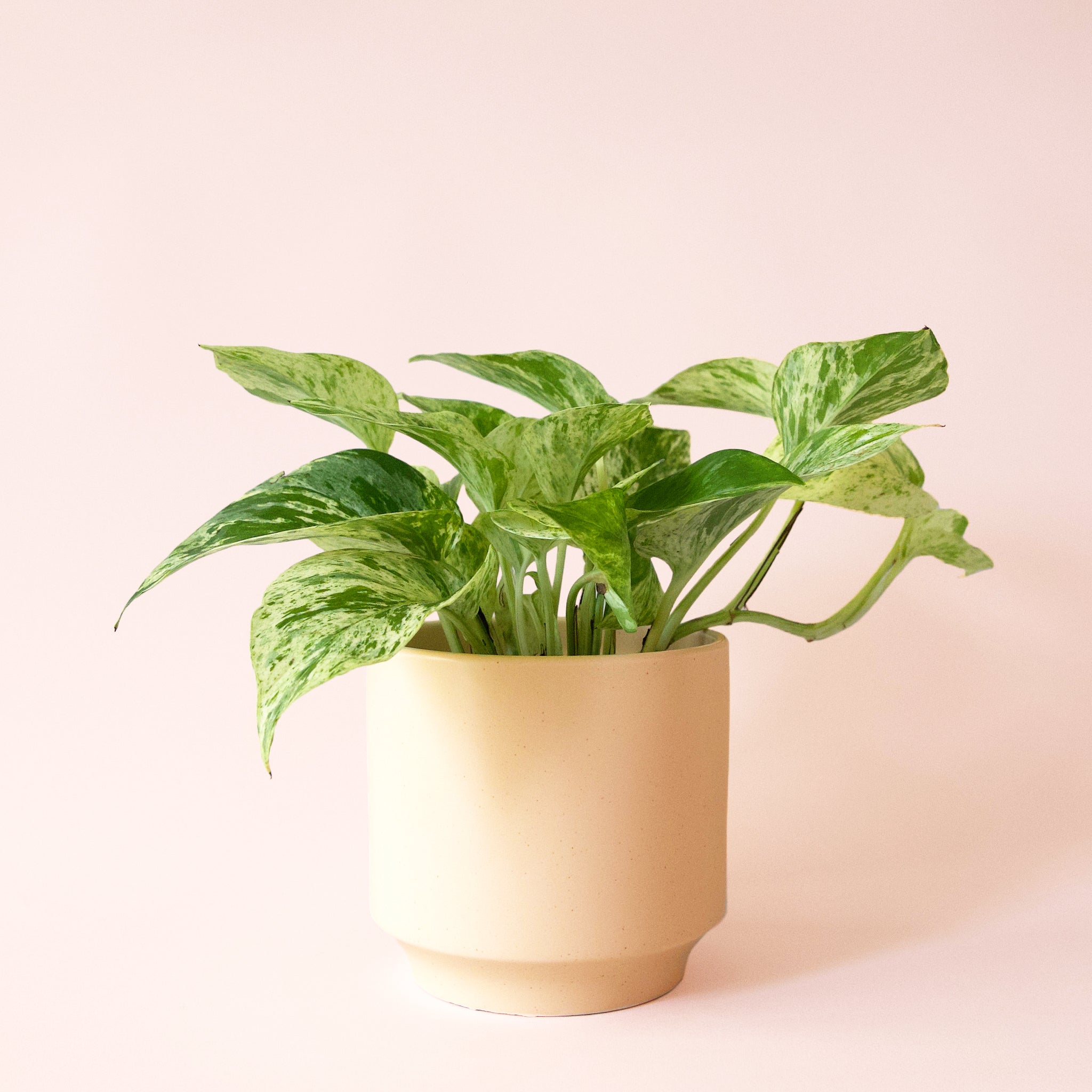 Pothos | Marble Queen