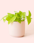 Pothos | Neon