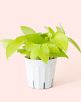 Pothos | Neon