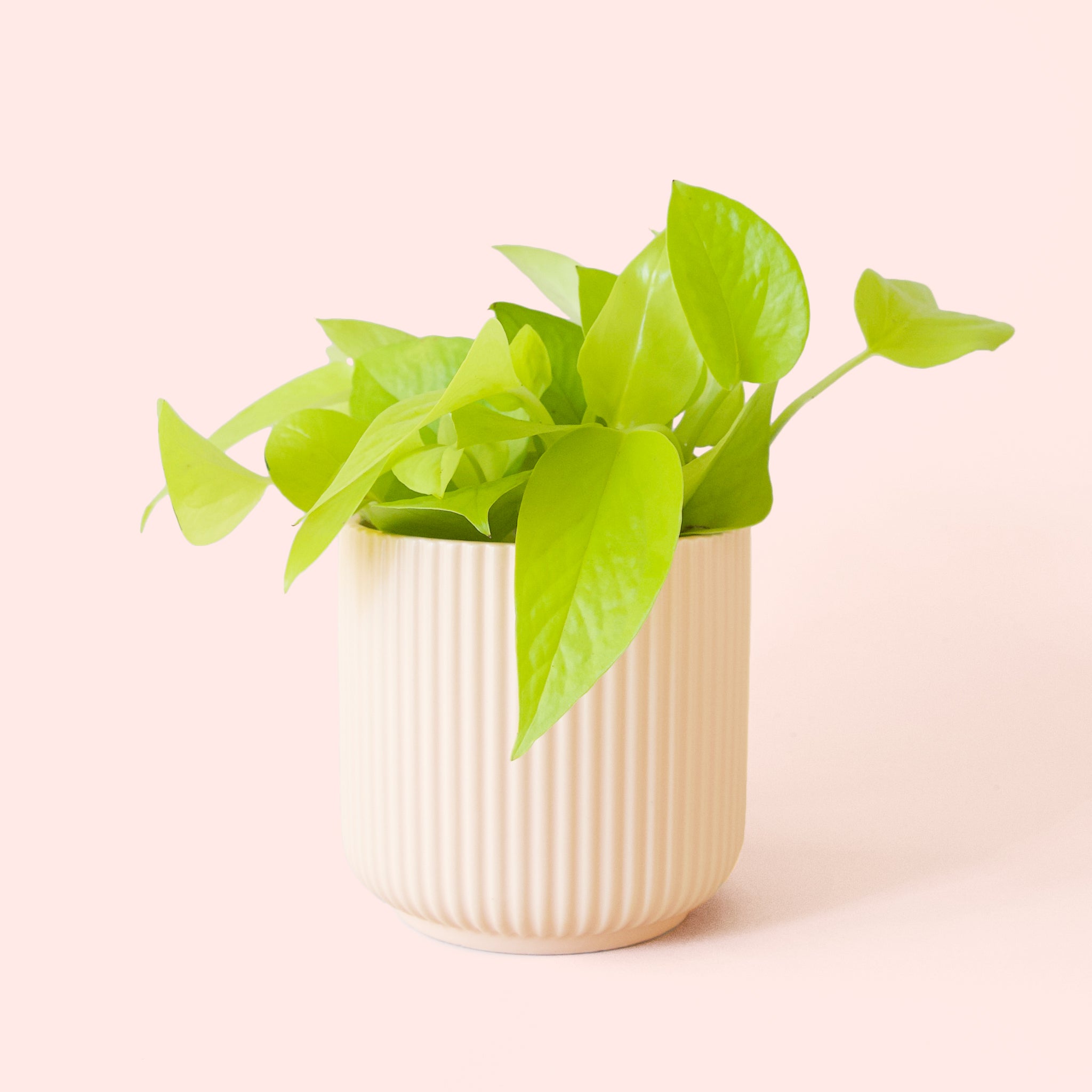 Pothos | Neon