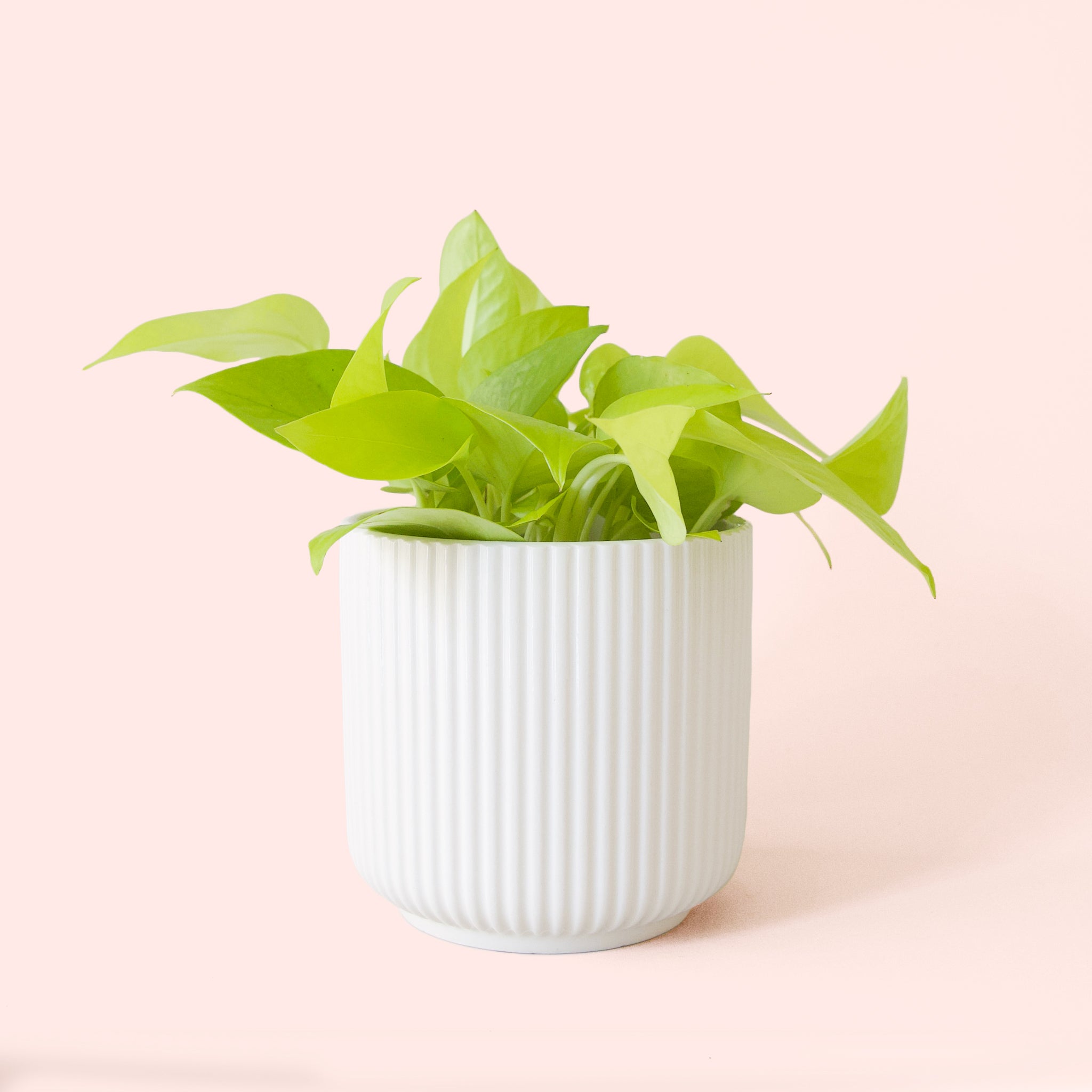 Pothos | Neon