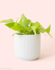 Pothos | Neon