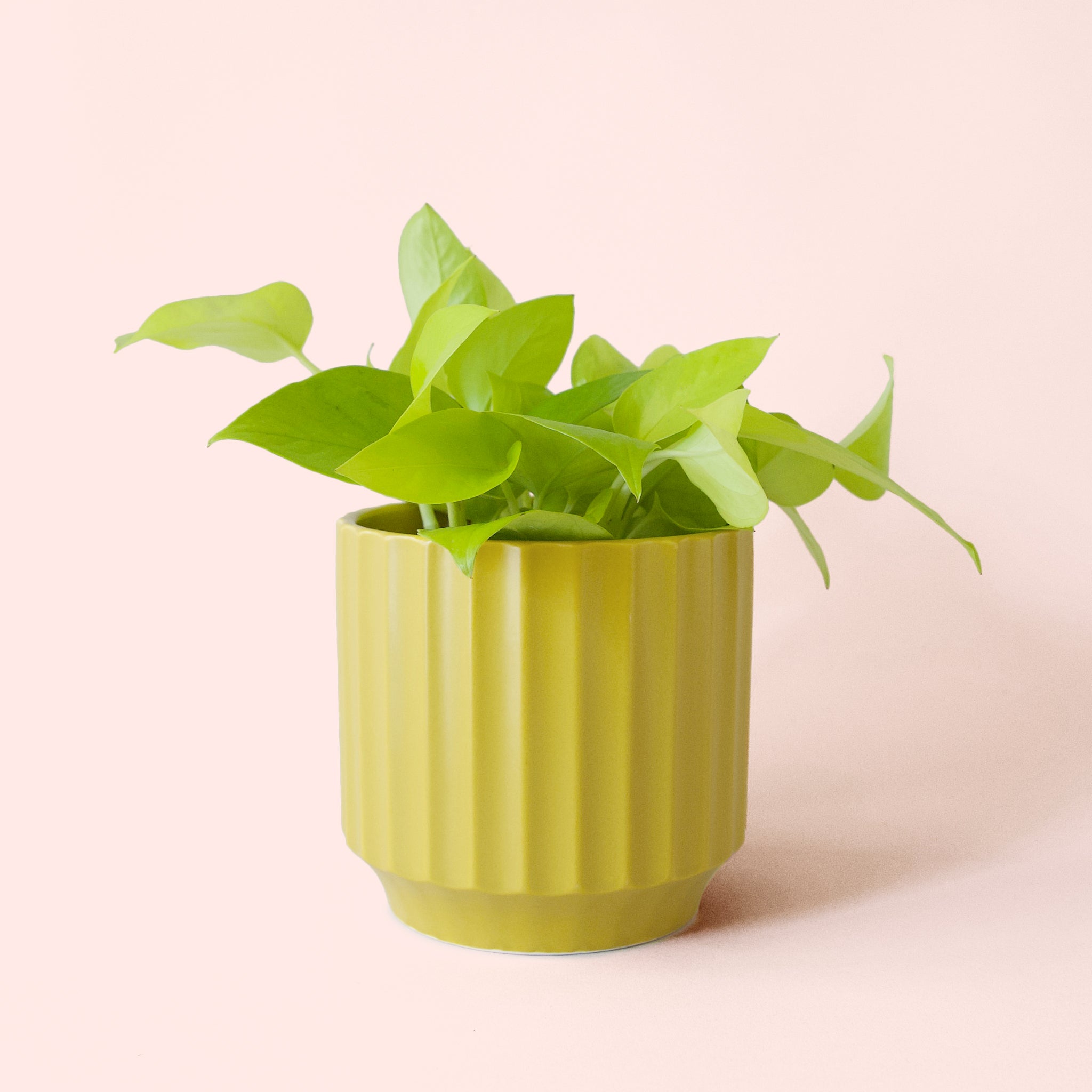 Pothos | Neon