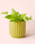 Pothos | Neon