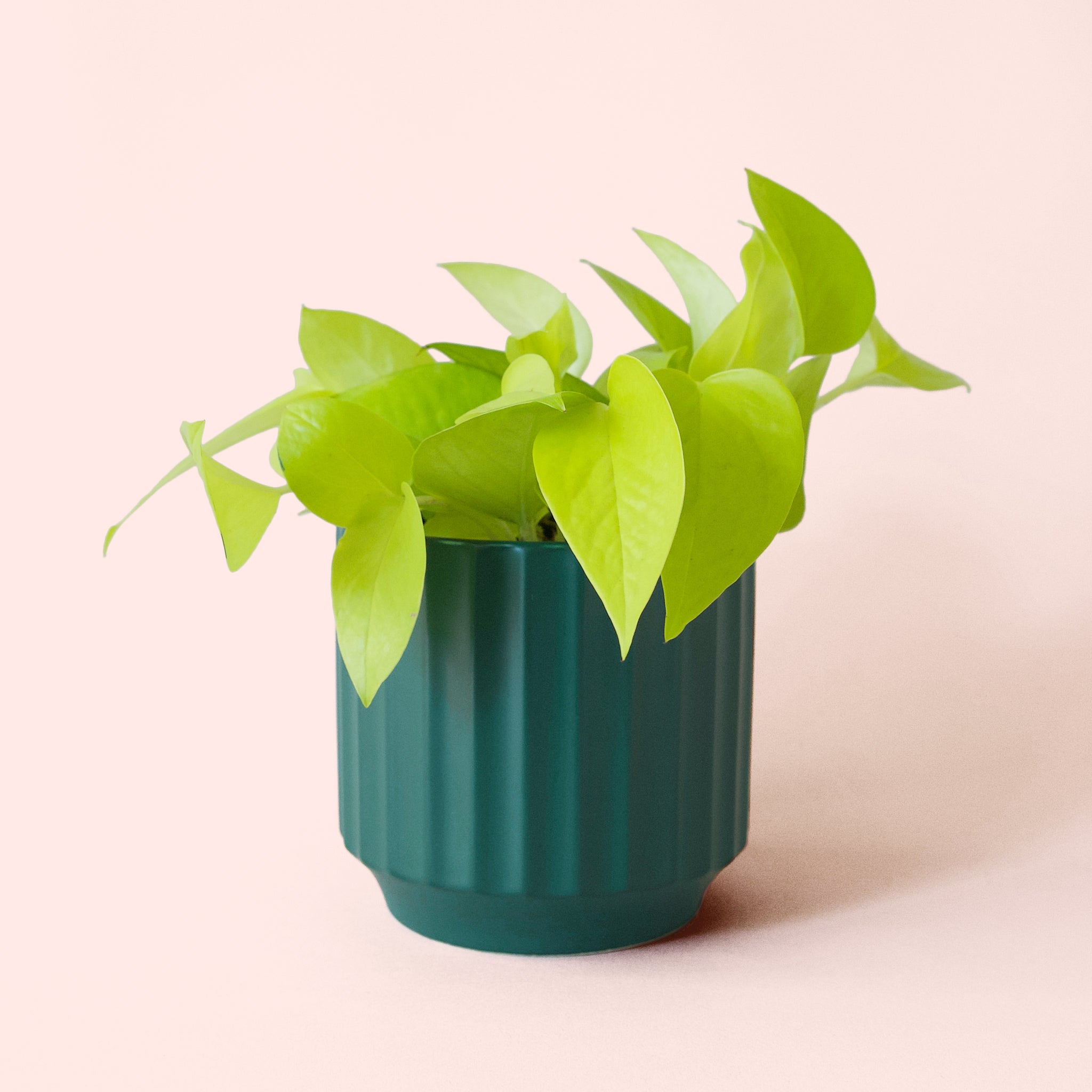 Pothos | Neon