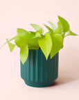 Pothos | Neon