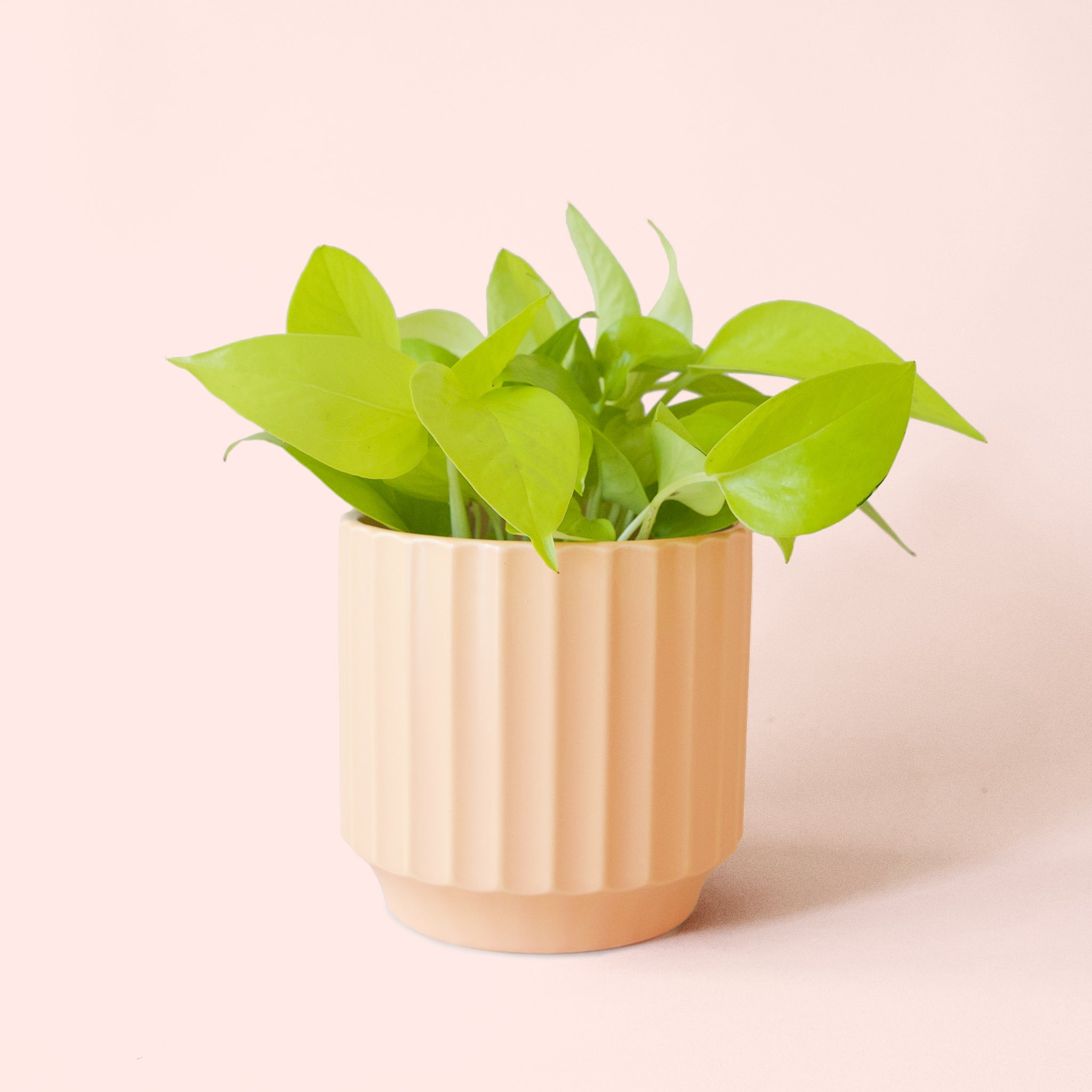 Pothos | Neon