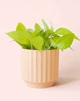 Pothos | Neon