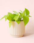 Pothos | Neon