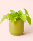 Pothos | Neon