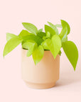 Pothos | Neon