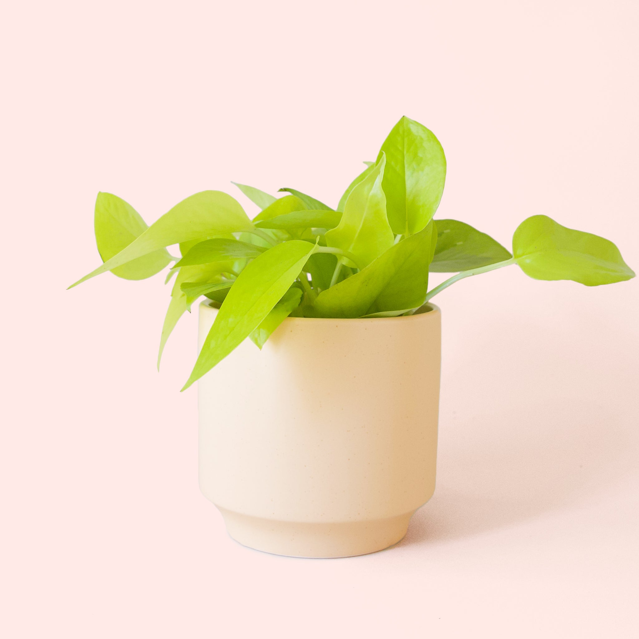 Pothos | Neon