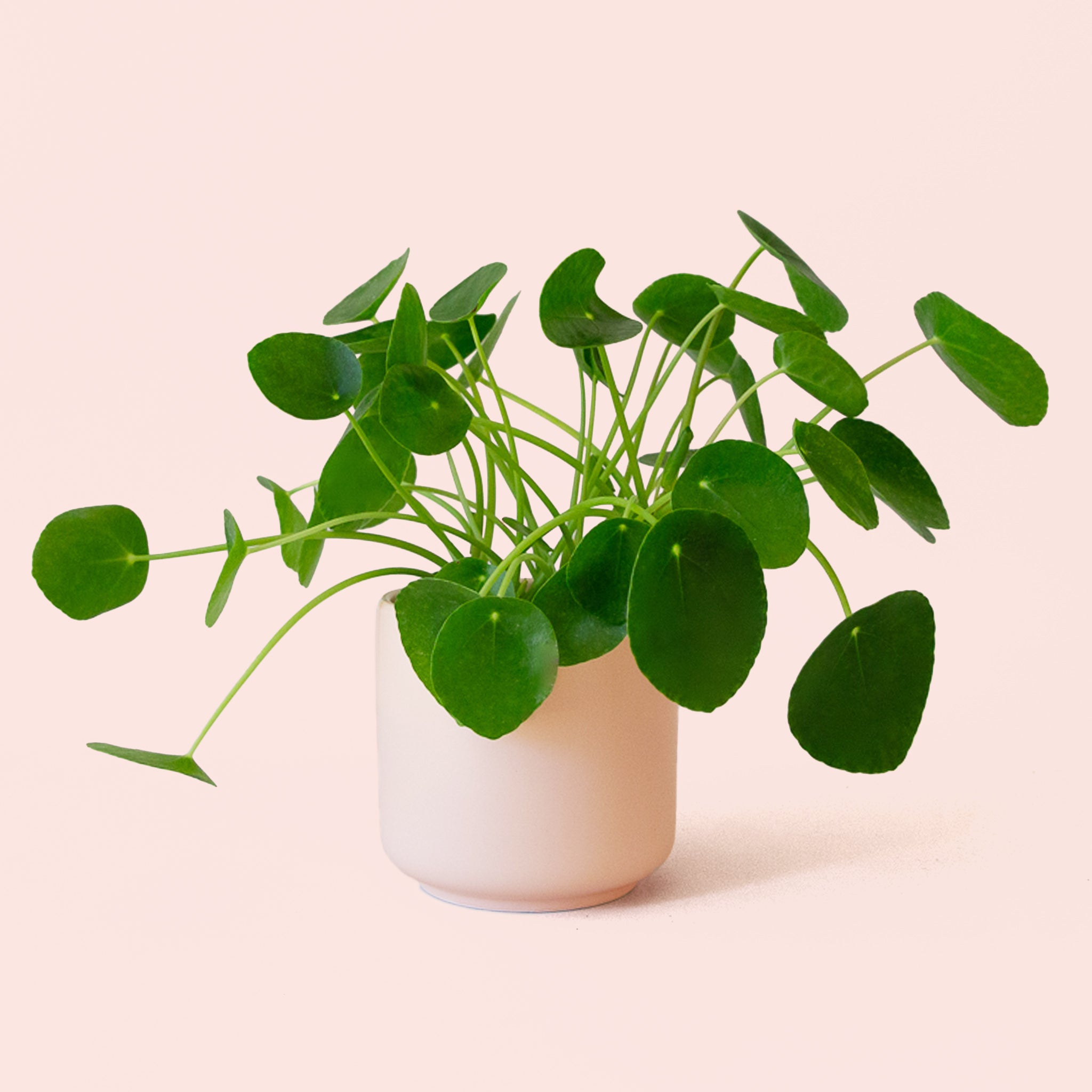 Pilea | Peperomioide