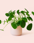 Pilea | Peperomioide