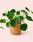 Pilea | Peperomioide