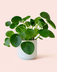 Pilea | Peperomioide