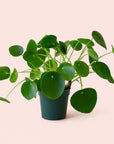 Pilea | Peperomioide