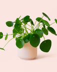 Pilea | Peperomioide