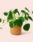 Pilea | Peperomioide