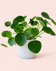 Pilea | Peperomioide