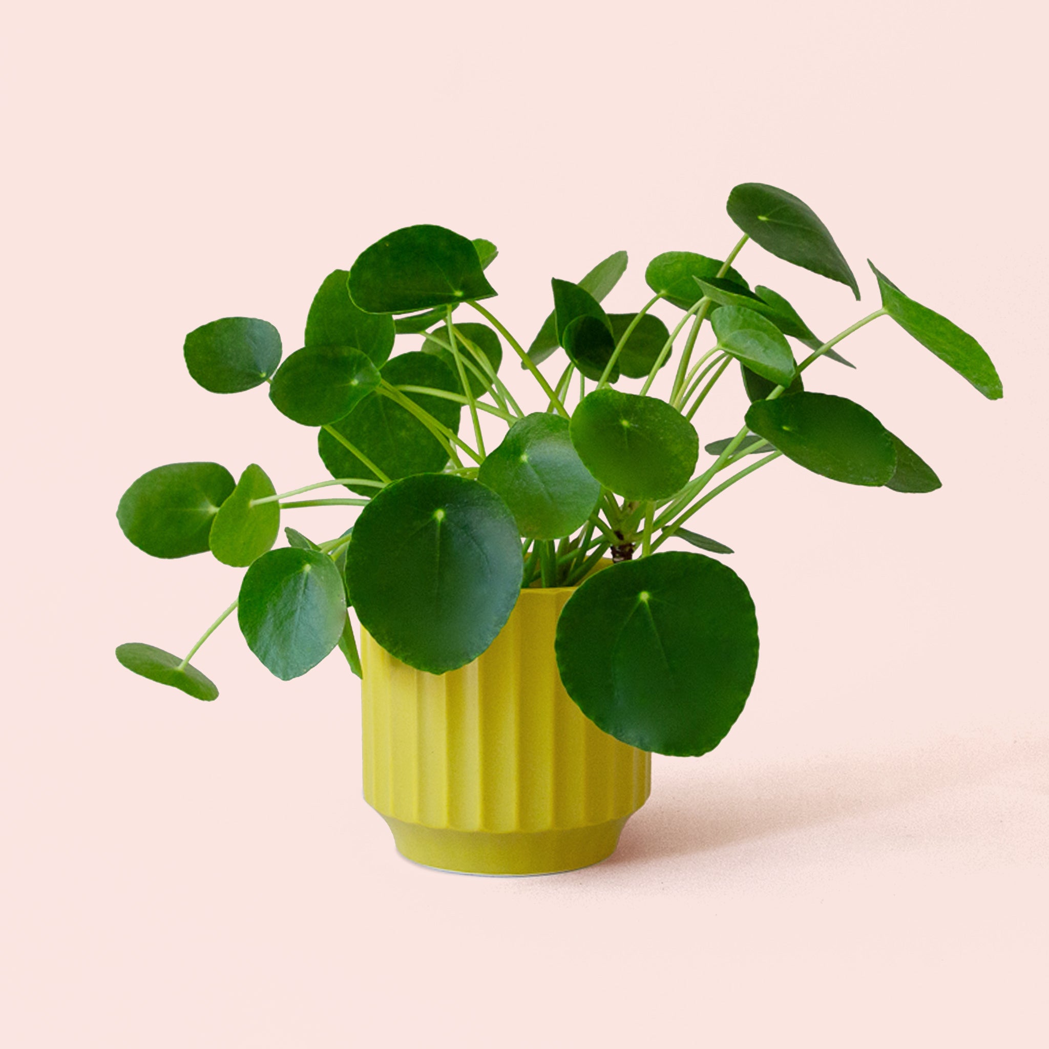 Pilea | Peperomioide