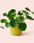 Pilea | Peperomioide