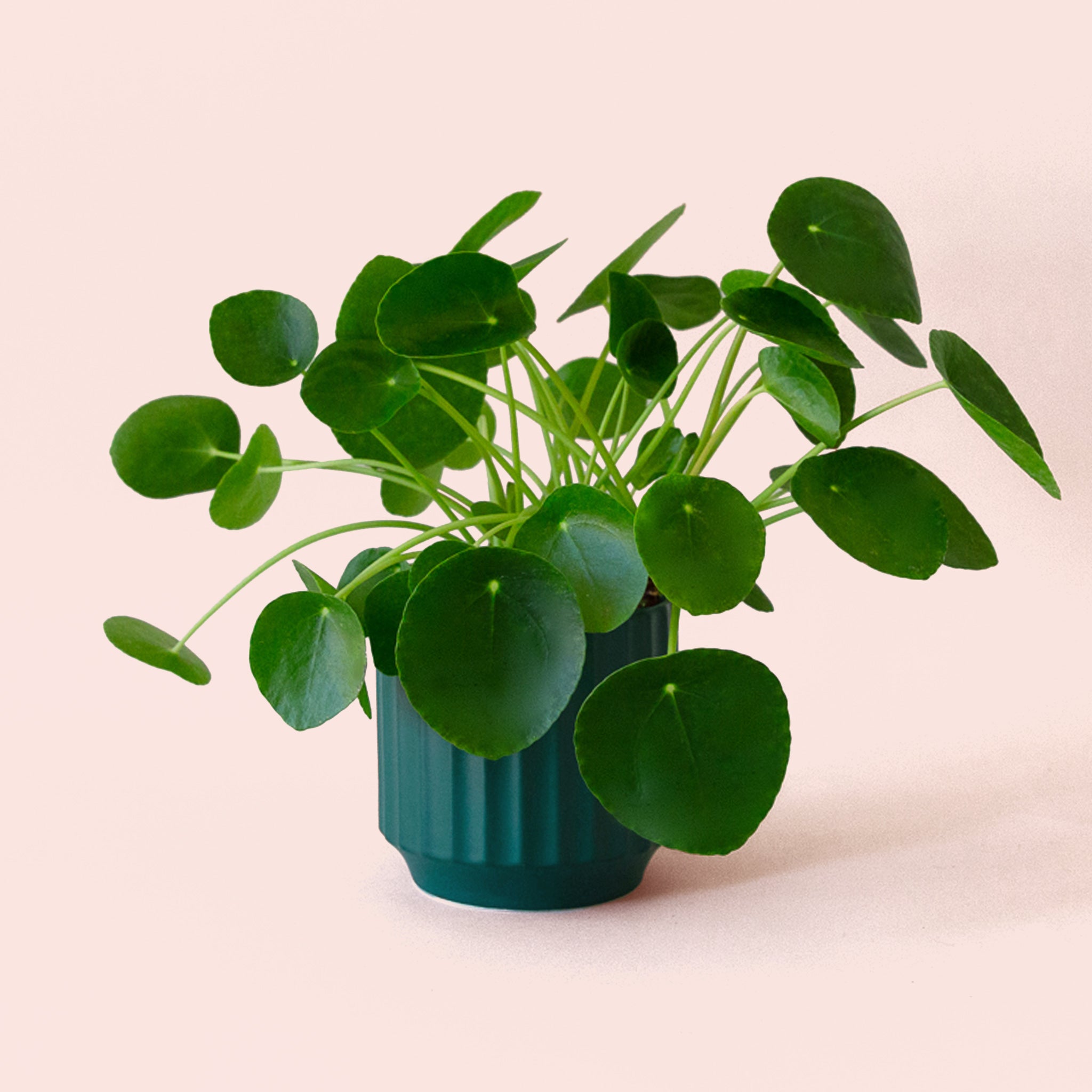 Pilea | Peperomioide