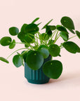 Pilea | Peperomioide