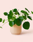 Pilea | Peperomioide