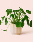 Pilea | Peperomioide