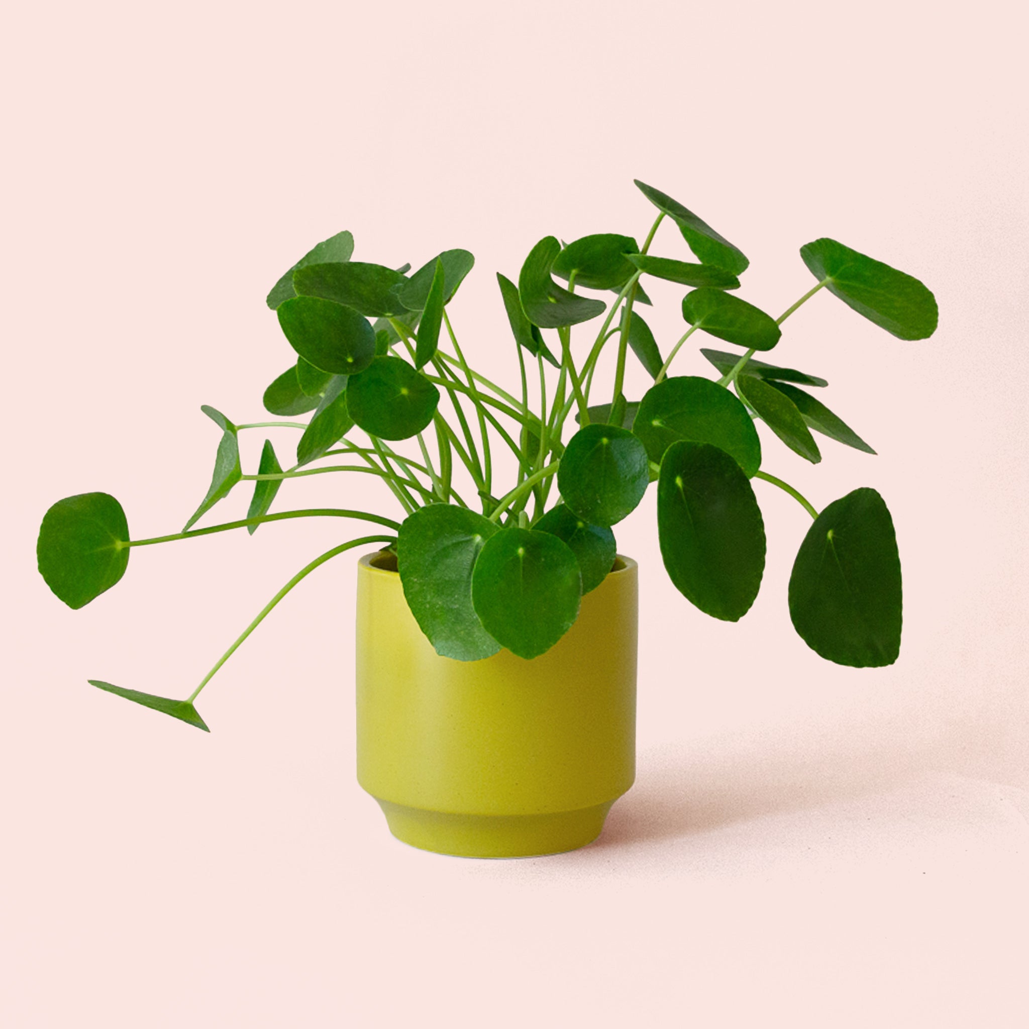 Pilea | Peperomioide