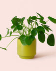 Pilea | Peperomioide