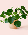 Pilea | Peperomioide