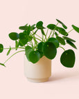 Pilea | Peperomioide