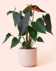 Anthurium | Rainbow Champion