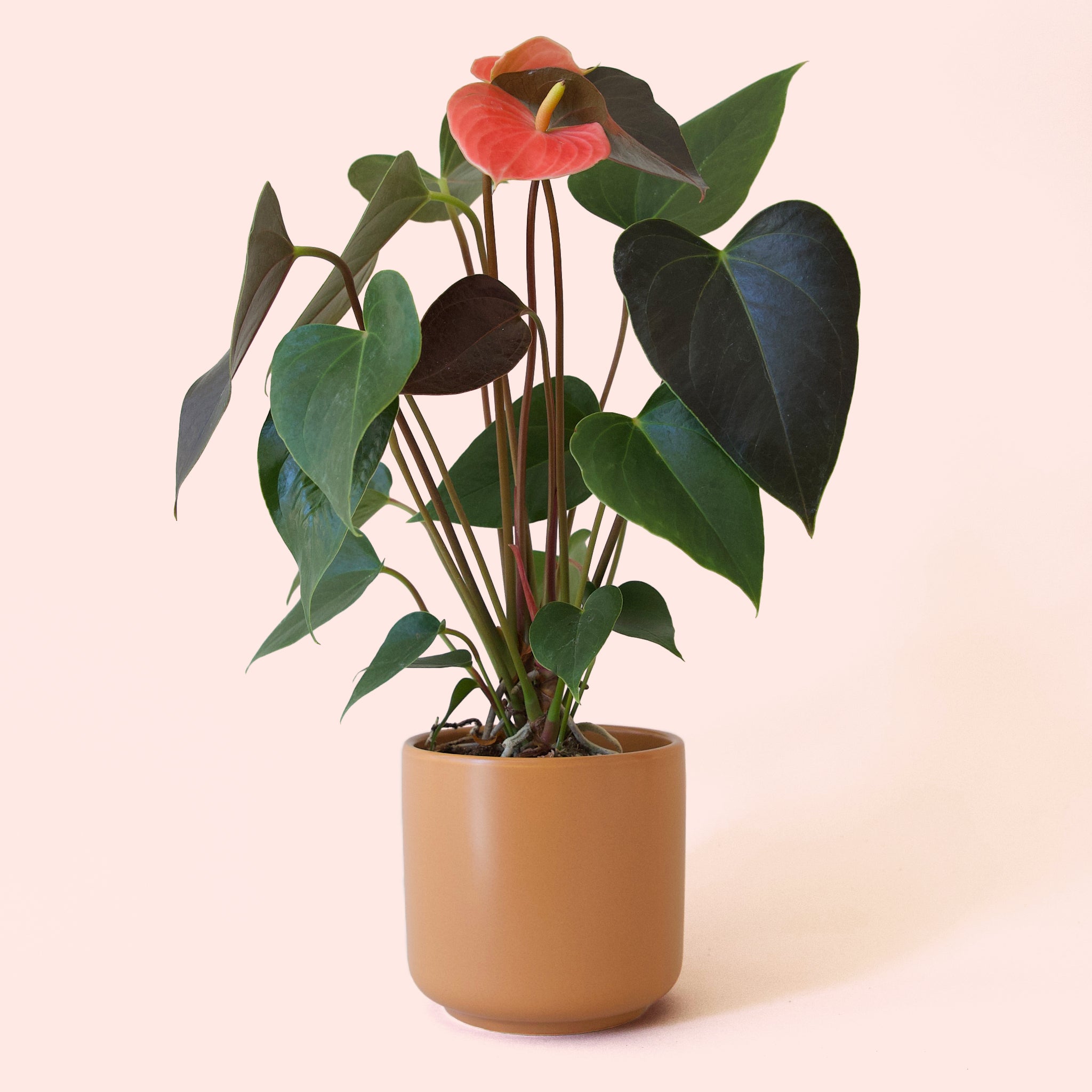 Anthurium | Rainbow Champion