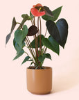 Anthurium | Rainbow Champion