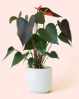 Anthurium | Rainbow Champion