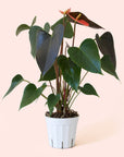 Anthurium | Rainbow Champion