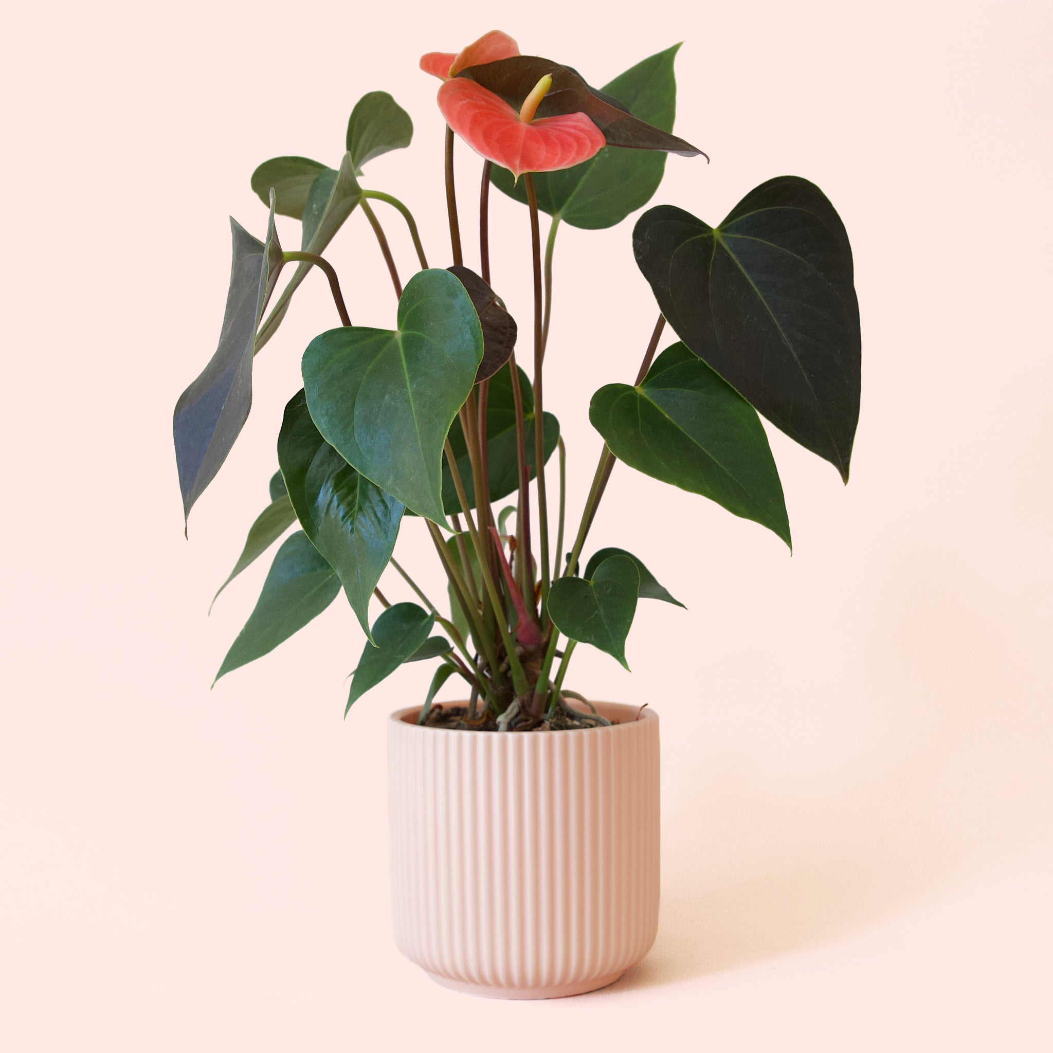 Anthurium | Rainbow Champion