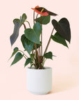 Anthurium | Rainbow Champion