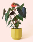 Anthurium | Rainbow Champion