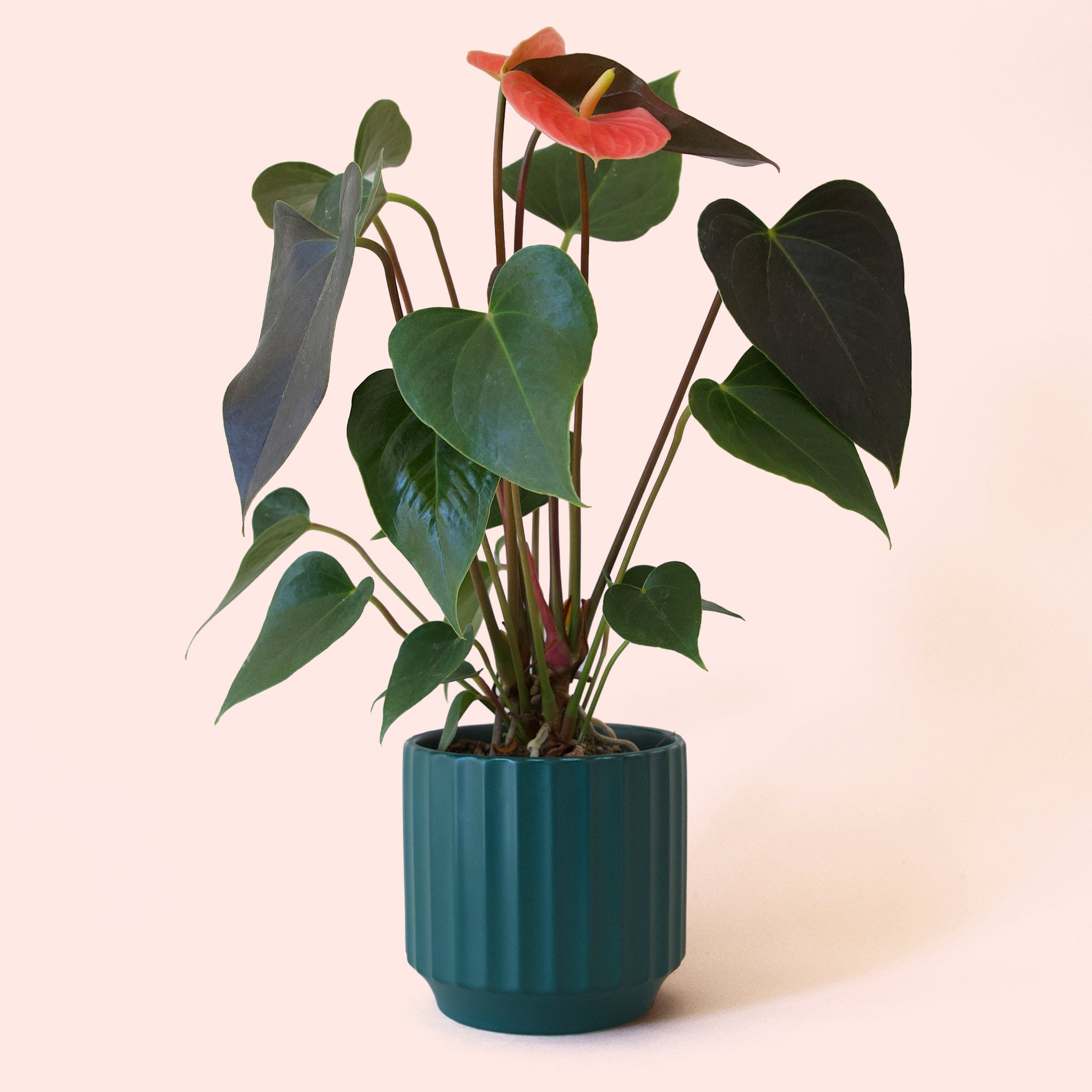 Anthurium | Rainbow Champion