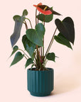 Anthurium | Rainbow Champion