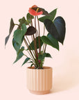 Anthurium | Rainbow Champion